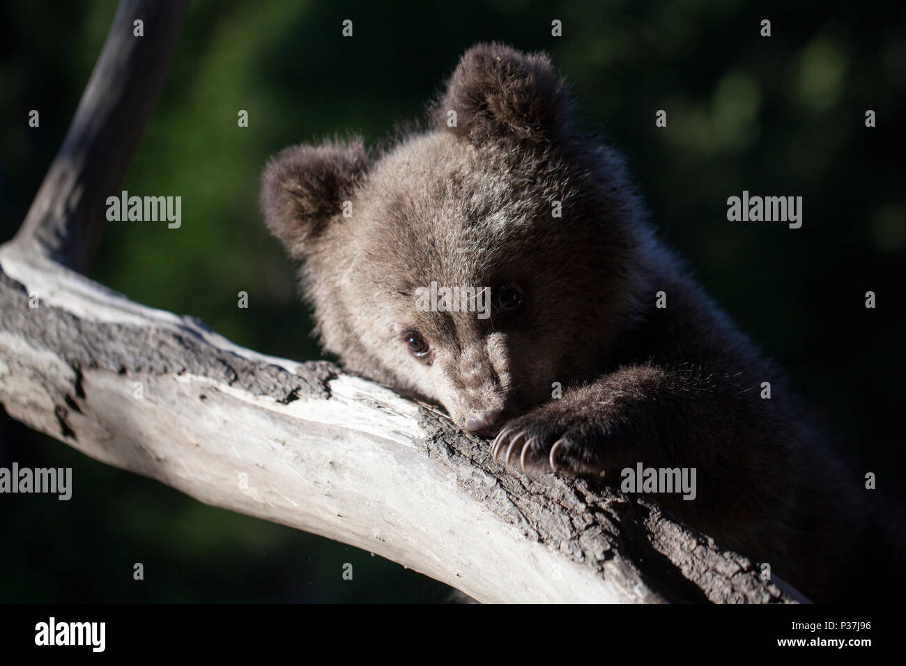 baby bear cub biting on tree and holding with claws brach on sunny day Stock Photo