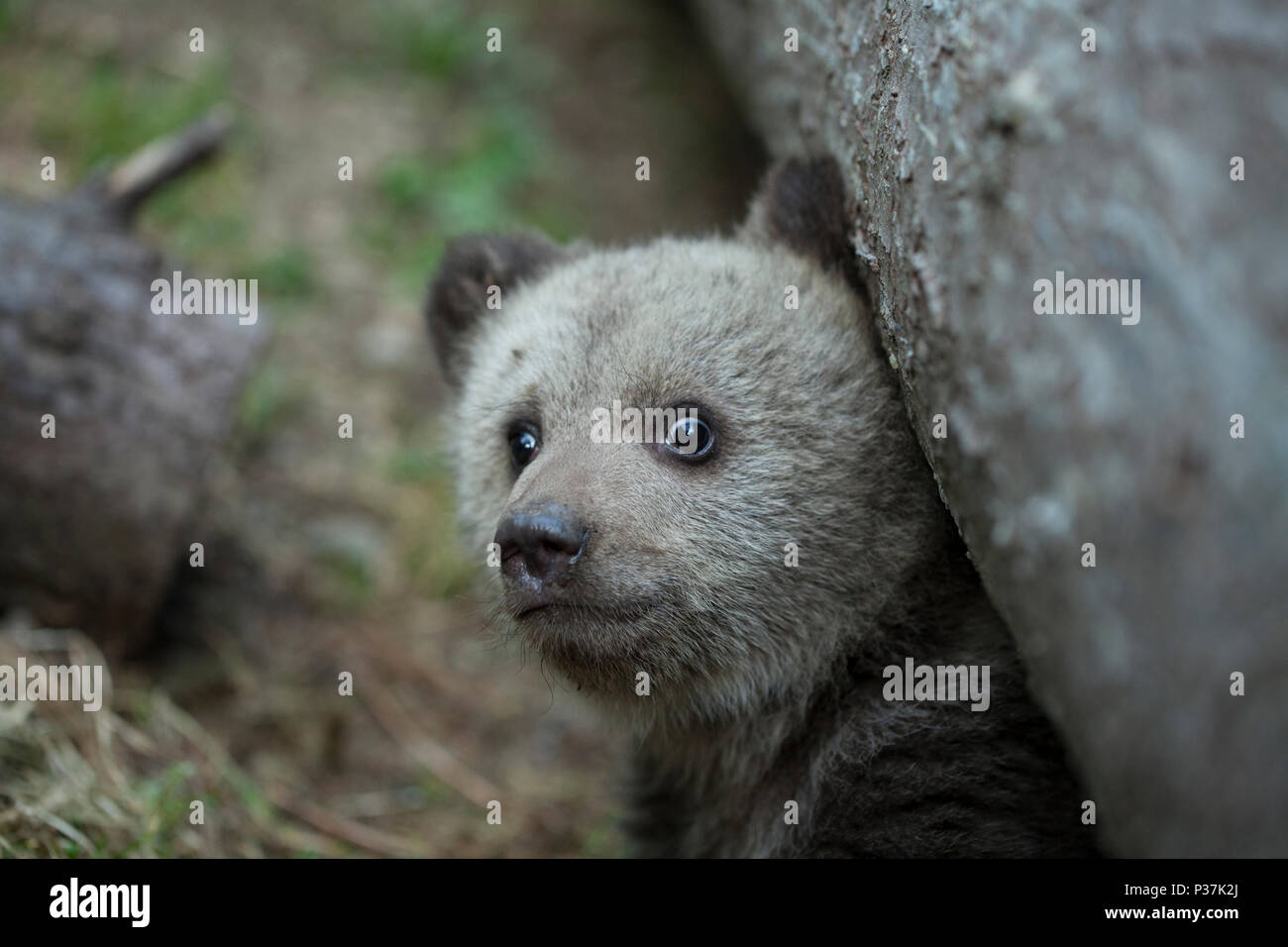 baby brown bear cub looking scared at camera emerging from under a tree