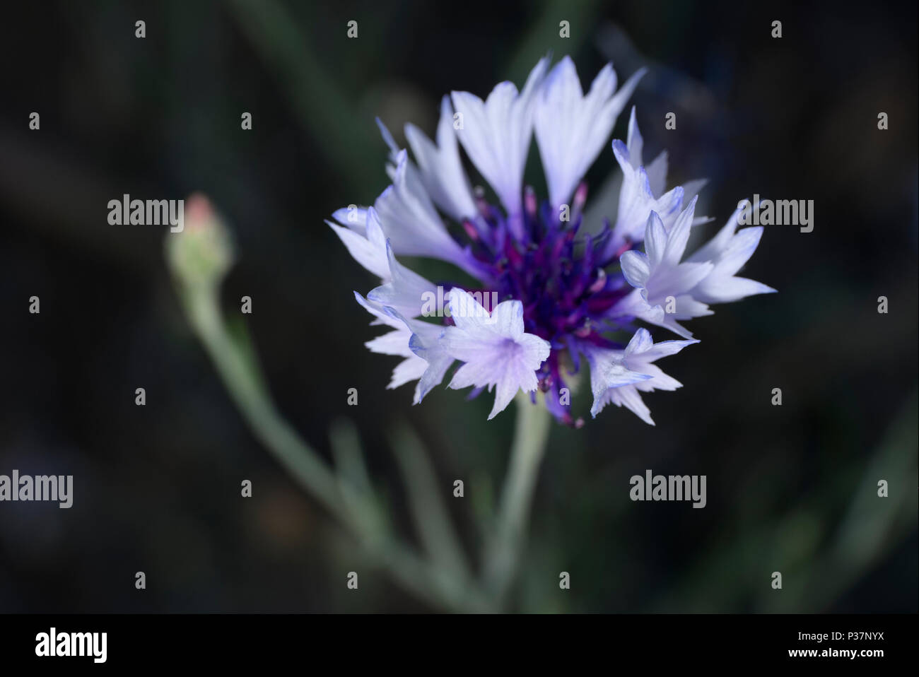 Cornflower centaurea cyanus herb hires stock photography and images