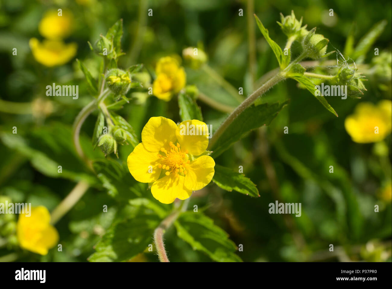 Geum bloom hires stock photography and images Alamy