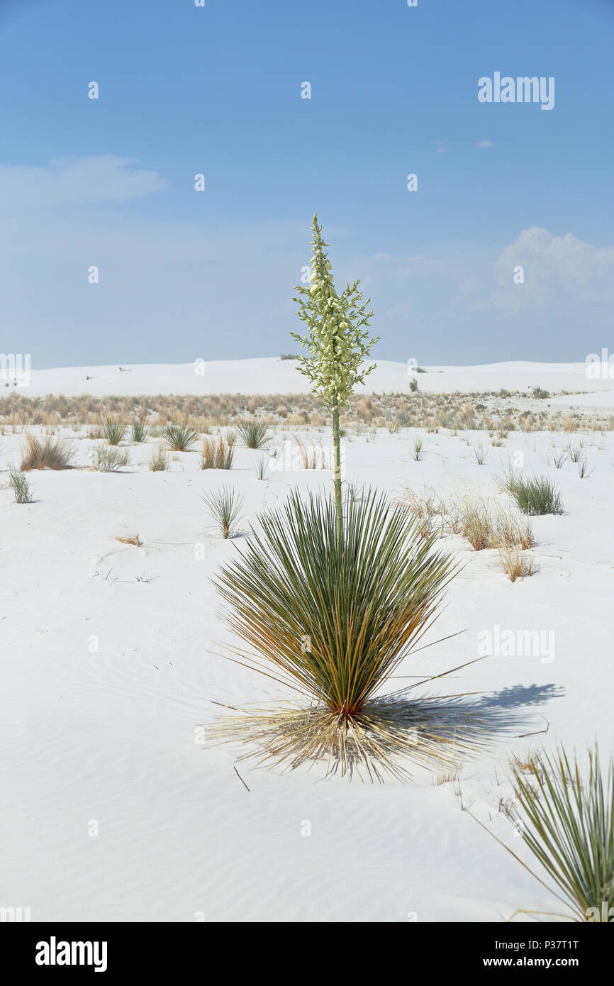 Flowering yucca plant on brilliant white desert sand in southern New Mexico Stock Photo
