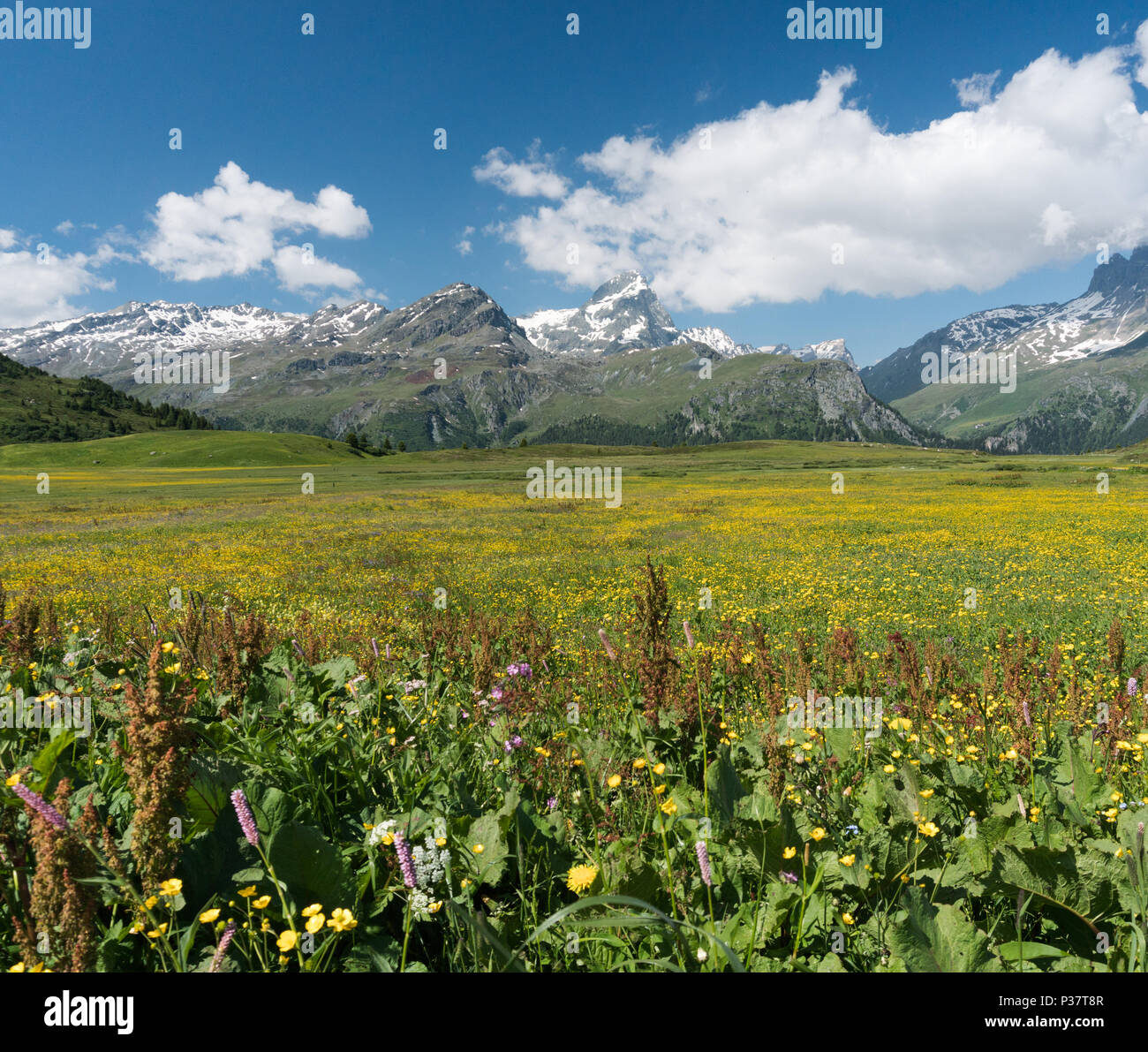 idyllic mountain landscape in the summertime Stock Photo