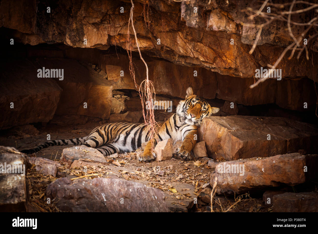 Male Bengal tiger (Panthera tigris), Ranthambore National Park, Rajasthan, northern India, asleep on a rock in a cave Stock Photo