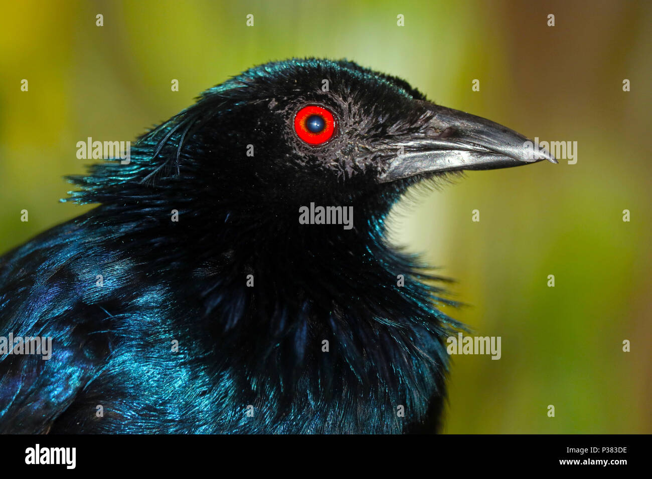 head of a trumpet manucode (phonygammus keraudrenii) with iridescent blackish glossed blue shimmering plumage and a red eye iris in profile view in fr Stock Photo