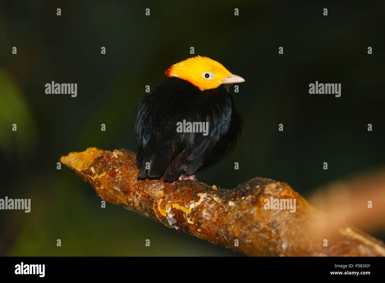 little male golden-headed manakin (pipra erythrocephala) perching on a branch Stock Photo