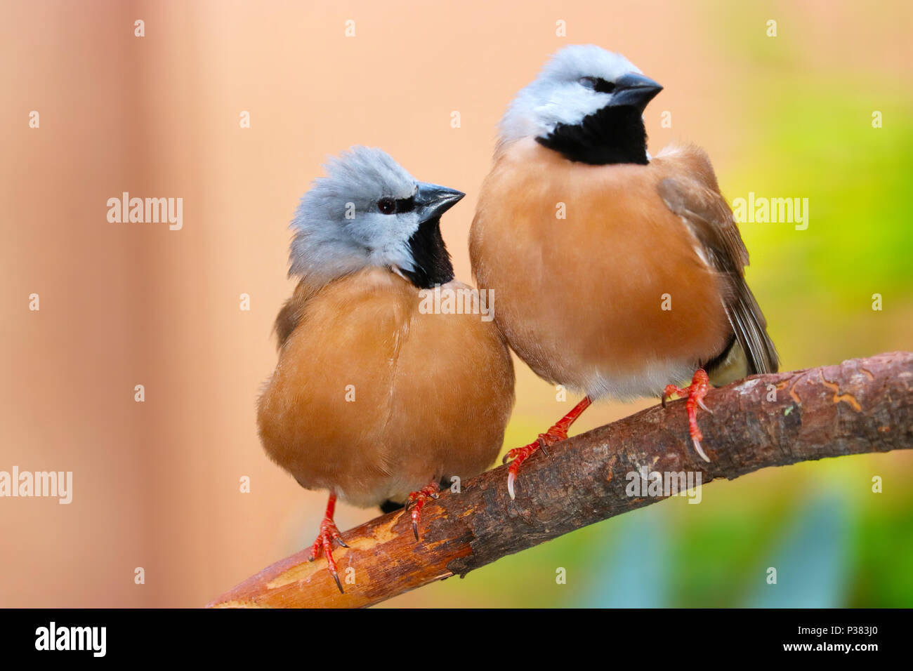 Two cute black-throated or parson finches (poephila cincta) sitting on a branch tightly together side by side Stock Photo