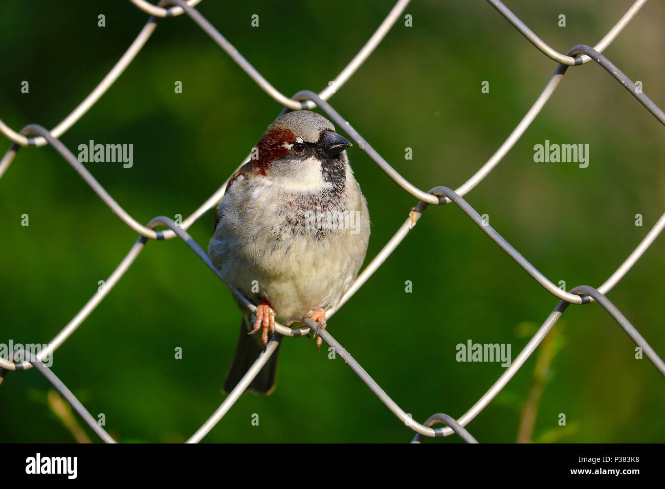 male house sparrow (passer domesticus) perching on a chain-link wire fence Stock Photo