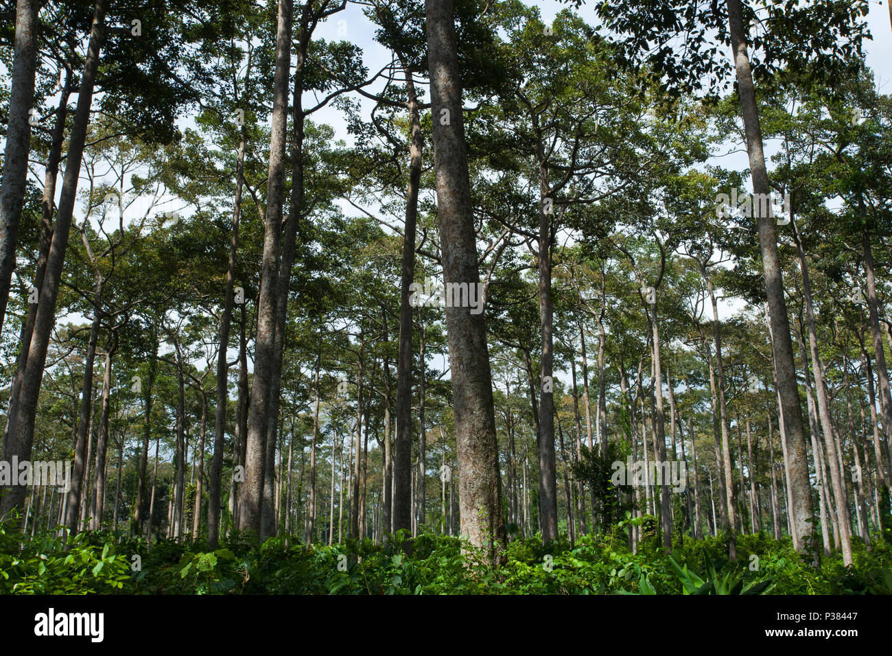 Natural Garjan (Dipterocarpus terbinatus) Forest at Shilkhali. Teknaf, Cox's Bazar, Bangladesh. Stock Photo