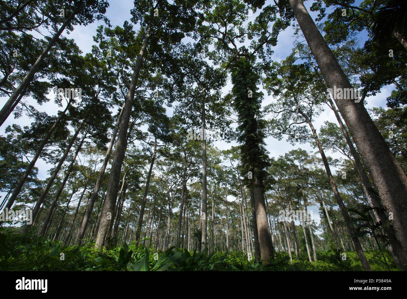 Natural Garjan (Dipterocarpus terbinatus) Forest at Shilkhali. Teknaf, Cox's Bazar, Bangladesh. Stock Photo