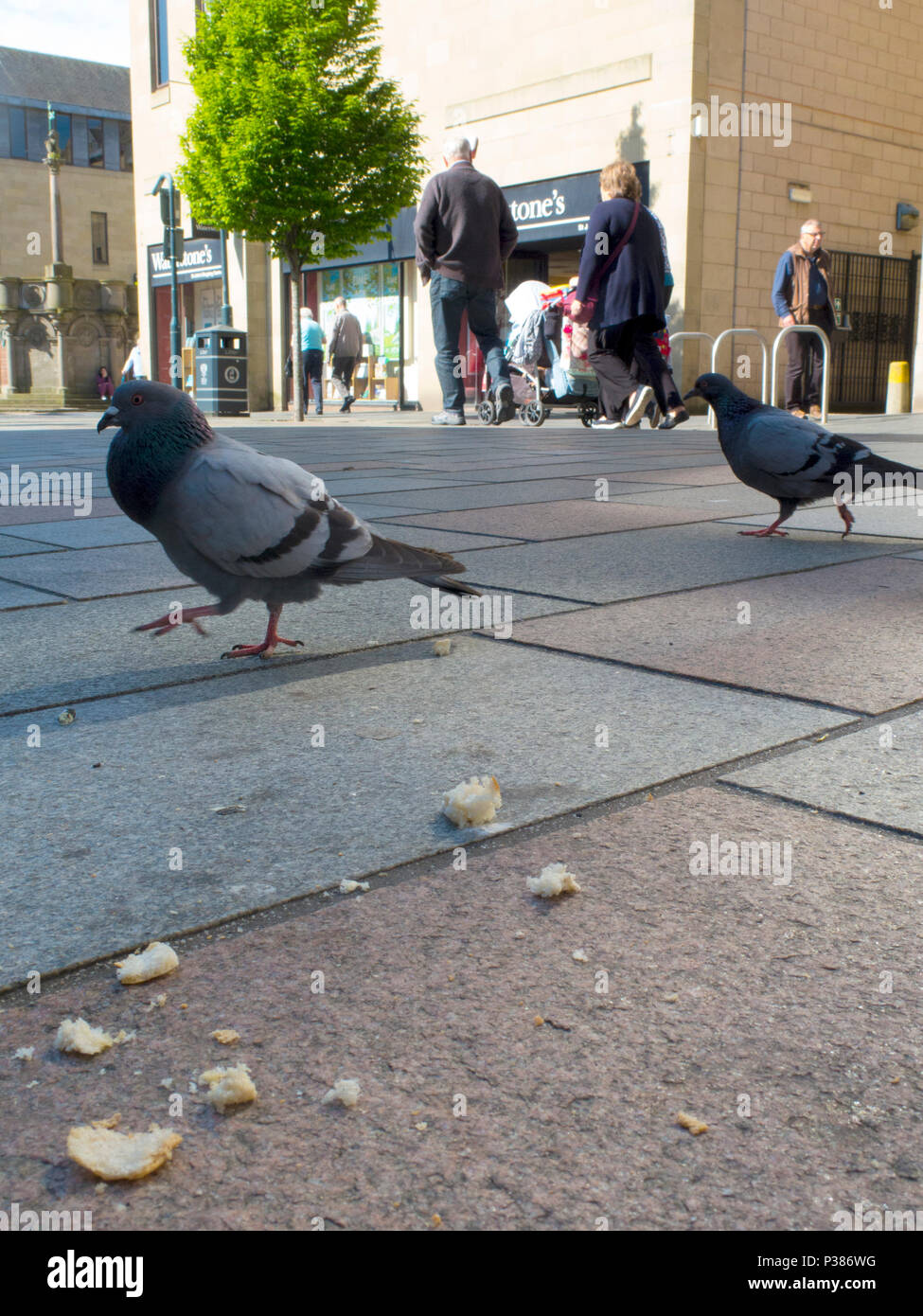 Feral pigeon being fed in town Stock Photo