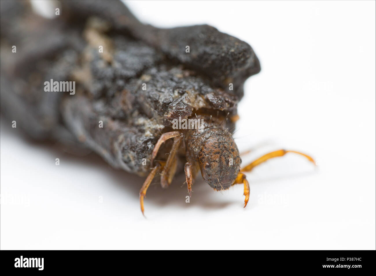 Caddis larva UK Stock Photo