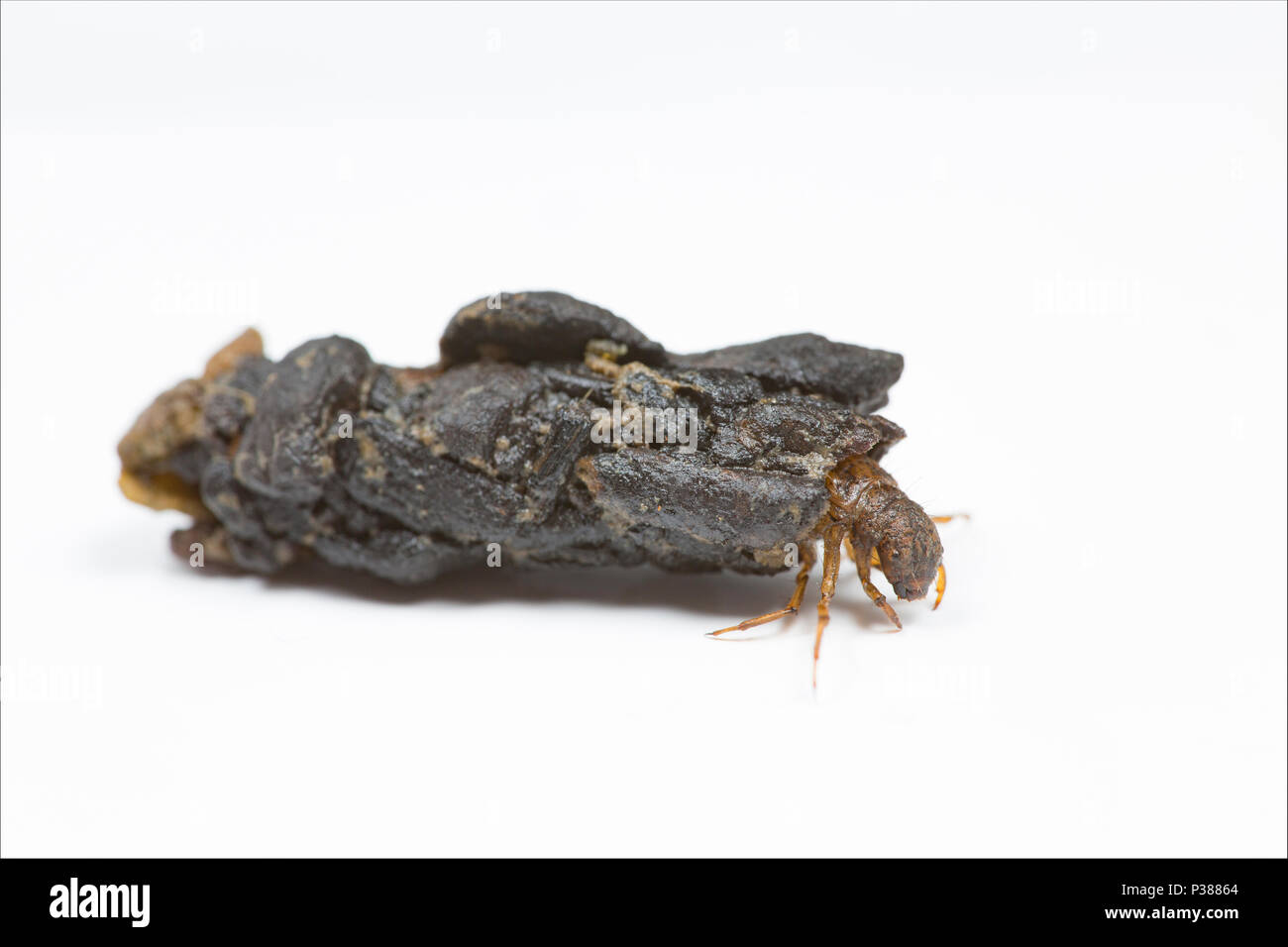 Caddis larva UK Stock Photo Alamy