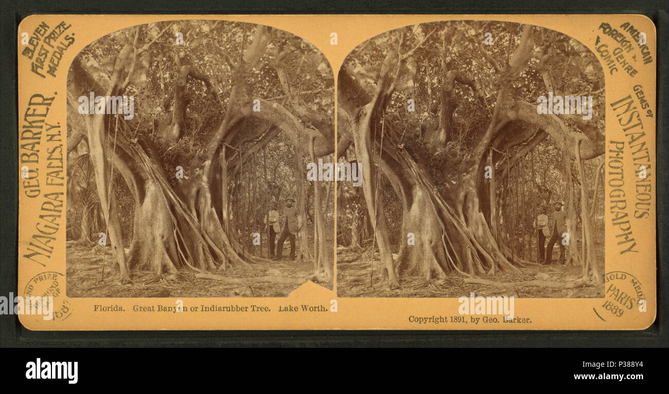 . Great Banyan or Indiarubber tree, Lake Worth. Alternate Title: Gems of instantaneous photography.  Coverage: 1870?-1905?. Source Imprint: 1870?-1905?. Digital item published 6-30-2005; updated 2-12-2009. 130 Great Banyan or Indiarubber tree, Lake Worth, from Robert N. Dennis collection of stereoscopic views Stock Photo