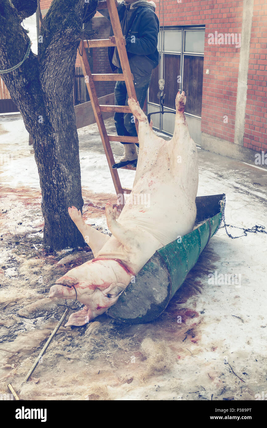 Pig lifting for cutting, butcher a pig. Home pig slaughtering. Vintage style. Stock Photo