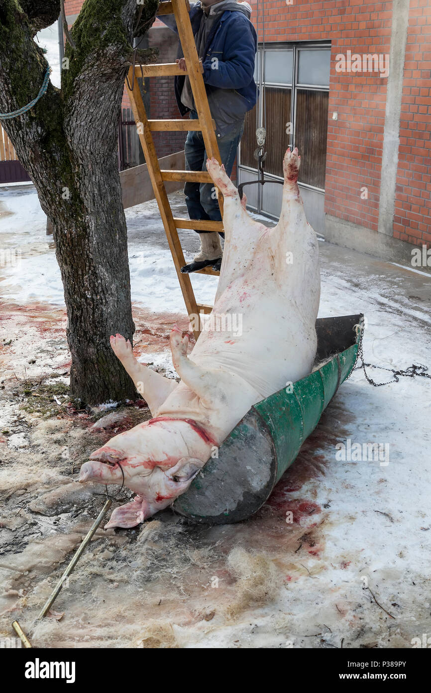 Pig lifting for cutting, butcher a pig. Home pig slaughtering. Stock Photo