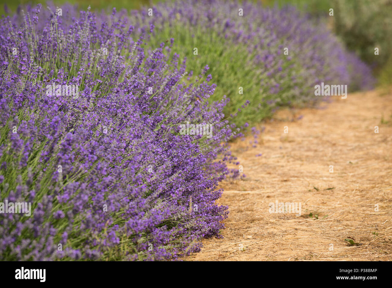 flourishing fields of lavender Stock Photo