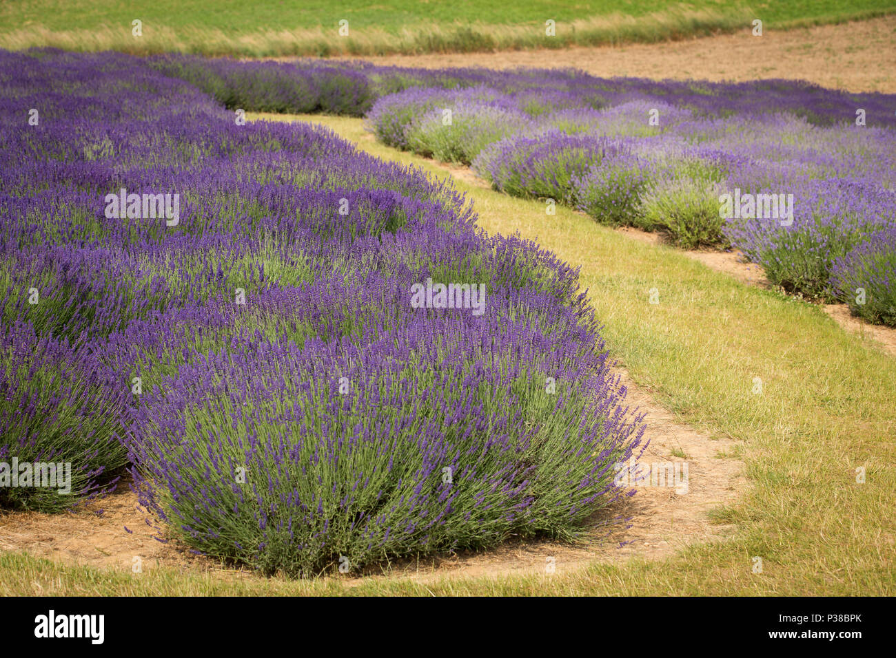 flourishing fields of lavender Stock Photo