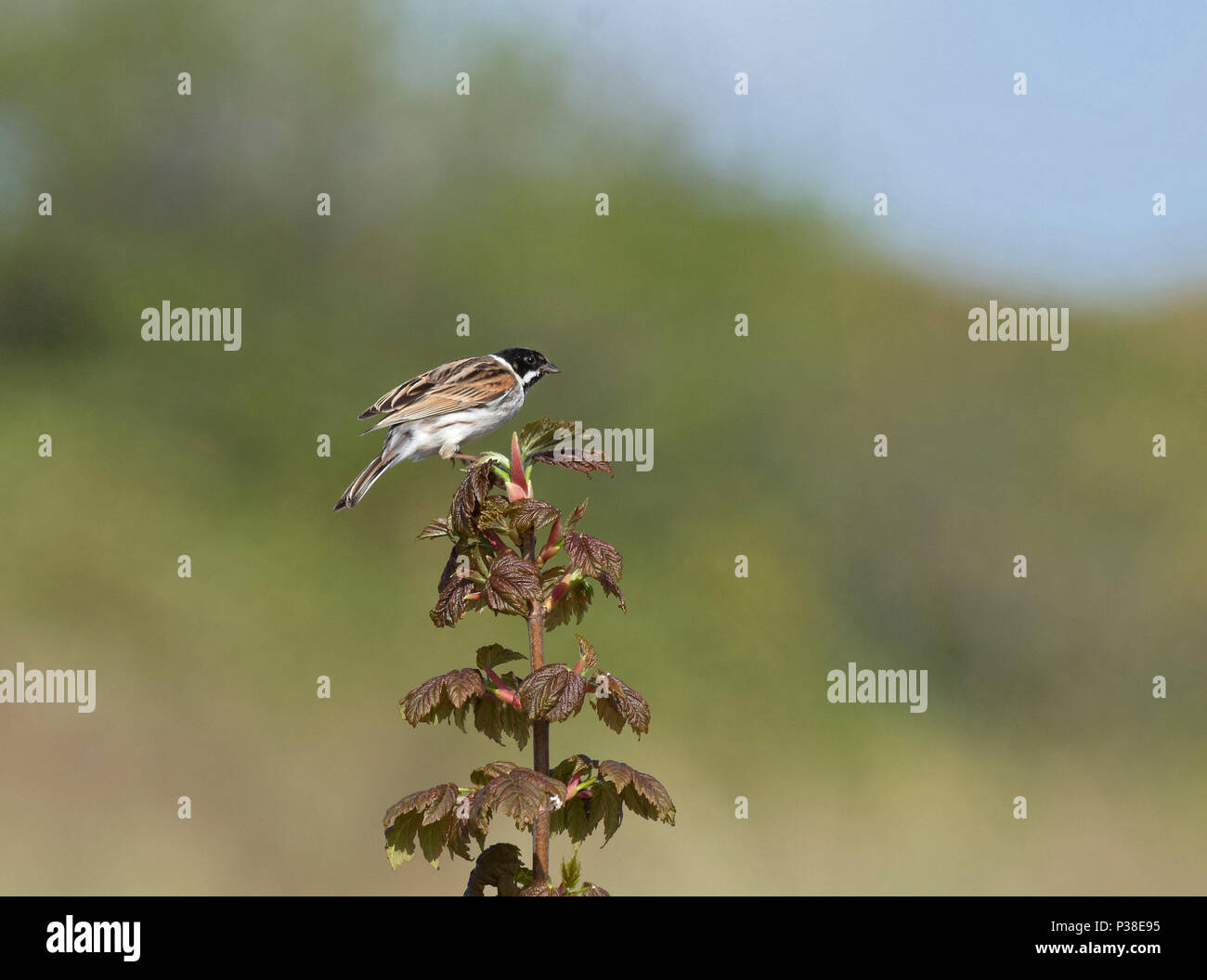 male reed bunting, Emberiza schoeniclus, perched on young sycamore tree, Acer pseudoplatanus, Northumberland, UK Stock Photo