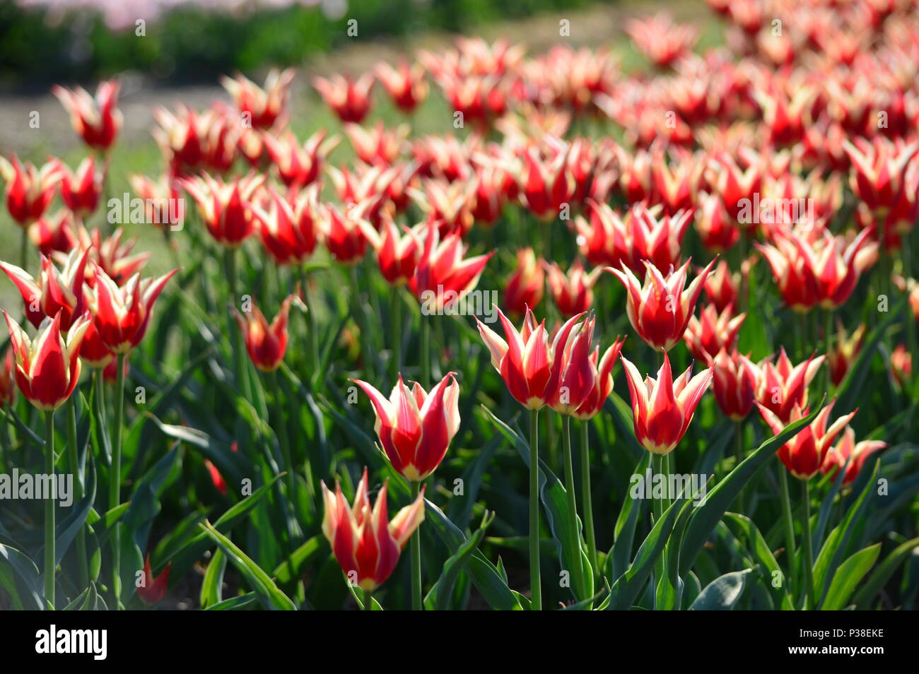Salmon Impression Tulips at Veldheer Tulip Garden in Holland Stock