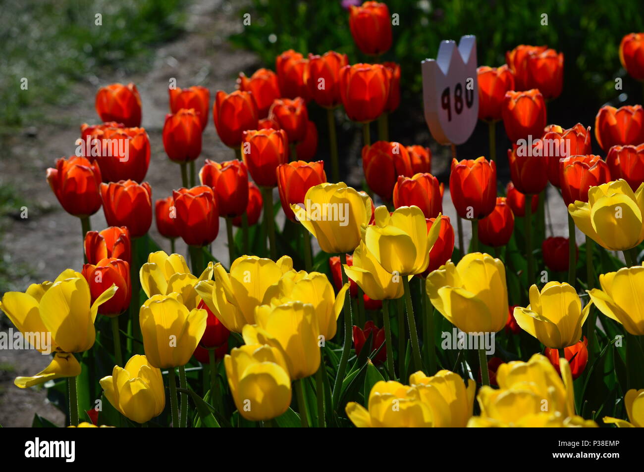 Apeldoorn's Elite Tulip Veldheer Tulip Garden Stock Photo Alamy