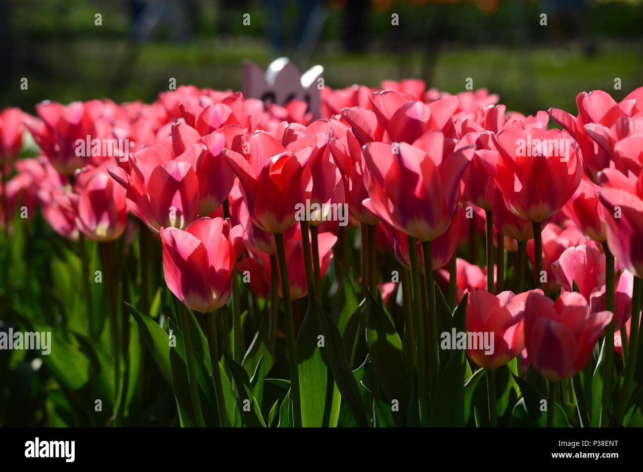 Apricot Impression Tulips at Veldheer Tulip Garden in Holland Stock