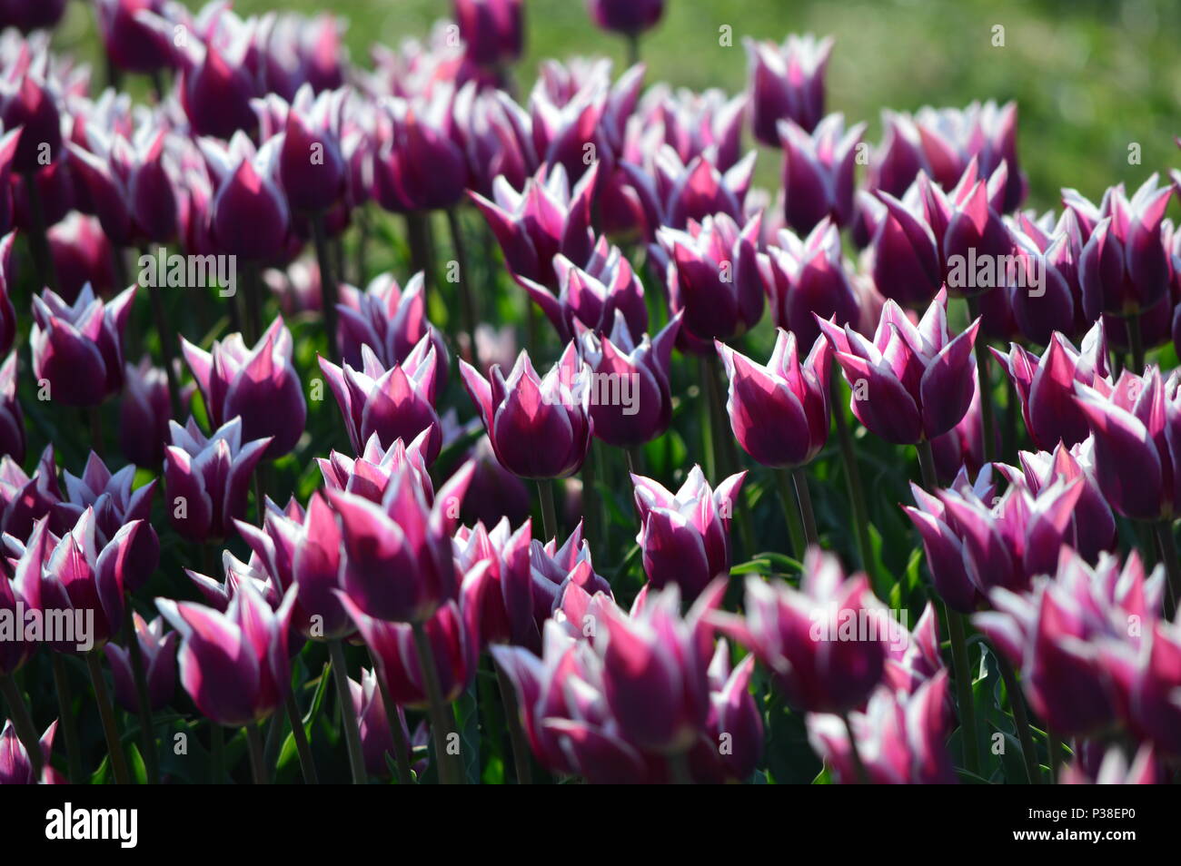 Pandion Tulips At Veldheer Tulip Garden In Holland Stock Photo