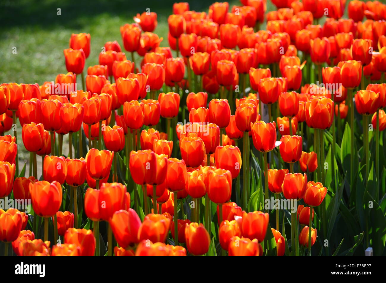 Oxford Elite Tulips at Veldheer Tulip Garden in Holland Stock Photo Alamy