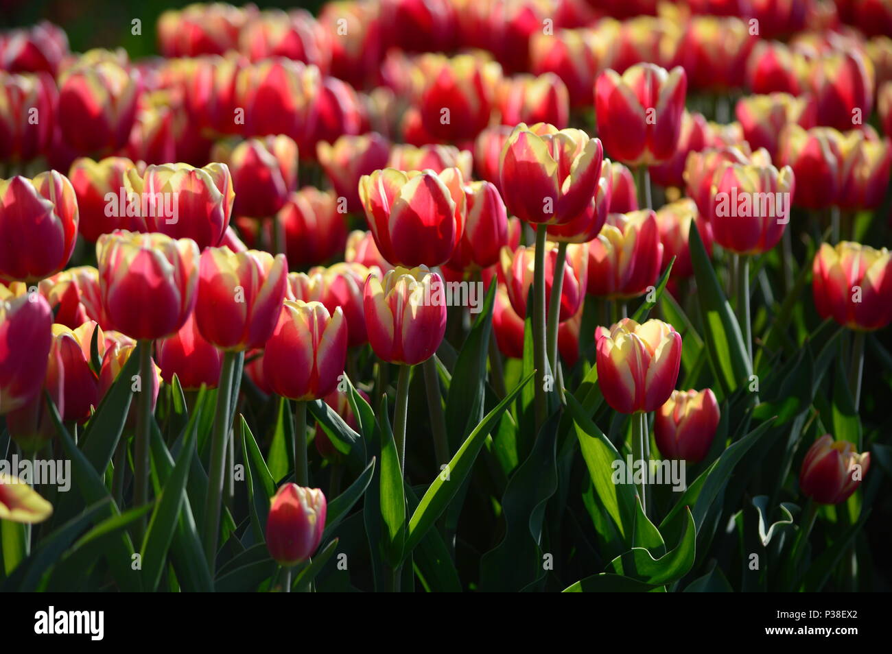 Orange Lion Tulips at Veldheer Tulip Garden in Holland Stock Photo - Alamy