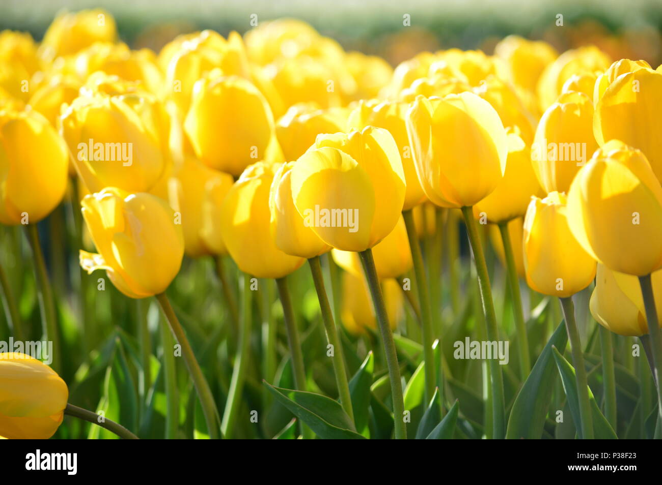 Yellow Wave Tulips at Veldheer Tulip Garden in Holland Stock Photo Alamy