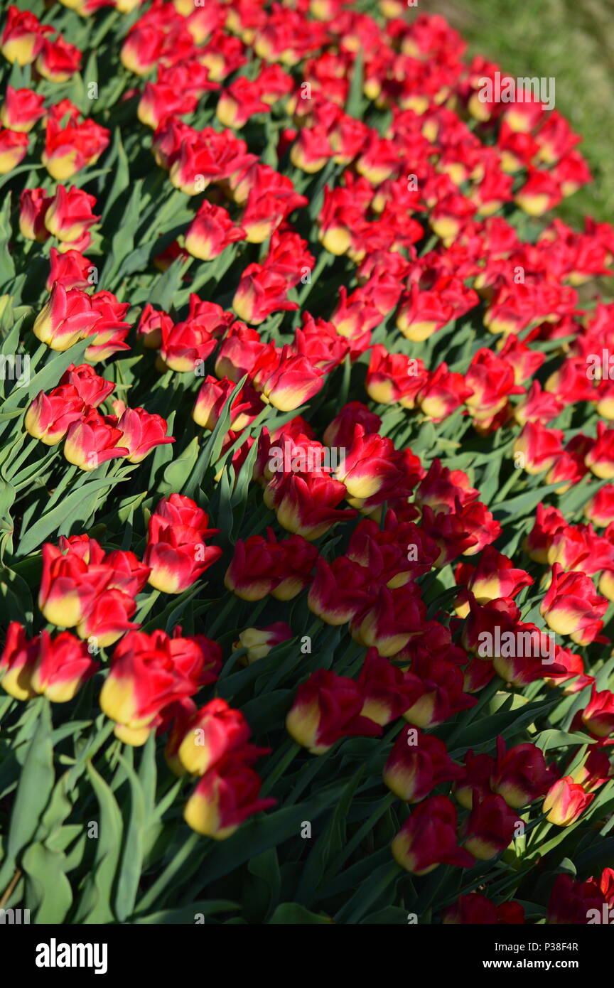 Sea Dove Tulips at Veldheer Tulip Garden in Holland Stock Photo Alamy