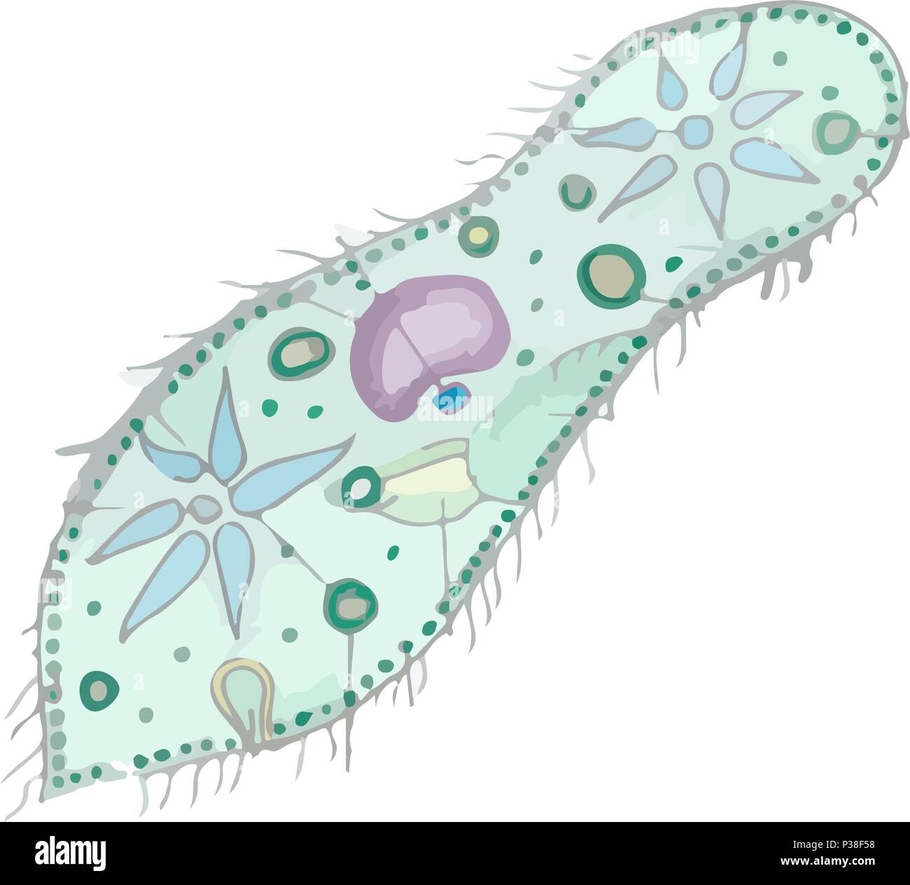Paramecium caudatum. Color vector illustration. Isolated on a white background Stock Vector