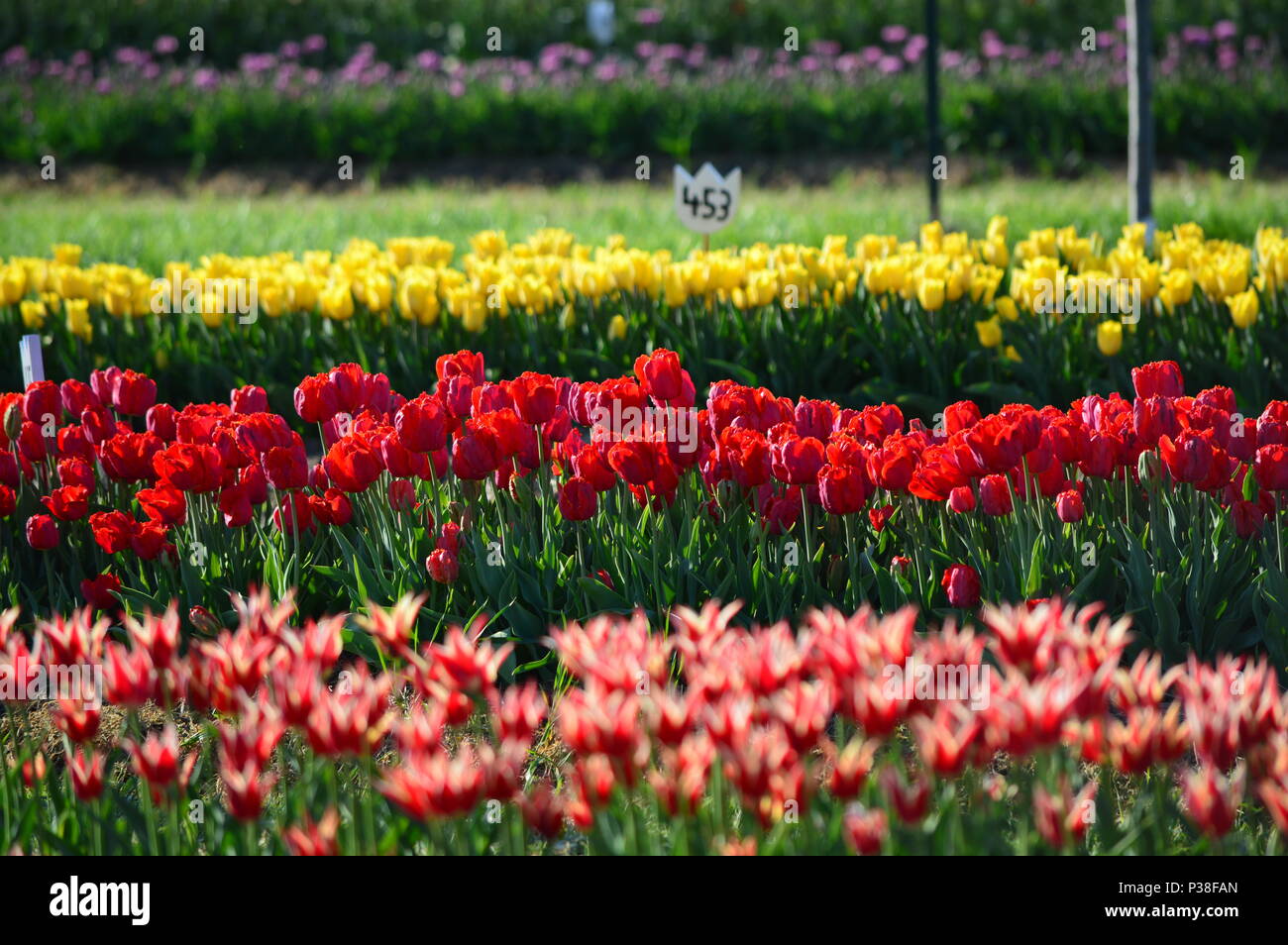 Angel Kiss Tulips - Mix at Veldheer Tulip Garden in Holland Stock Photo -  Alamy