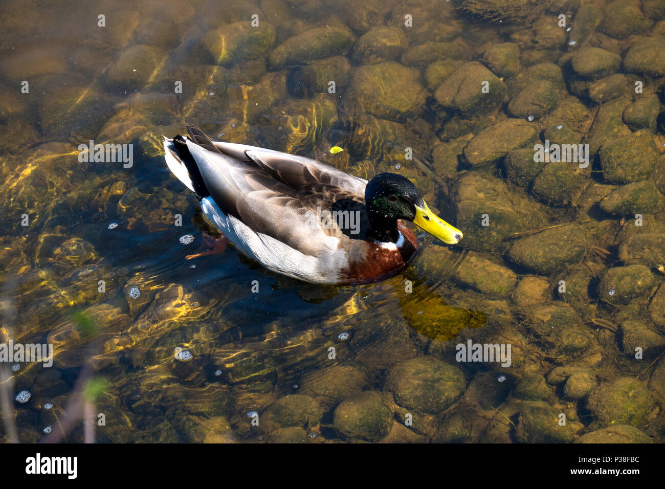 Mallard duck Stock Photo