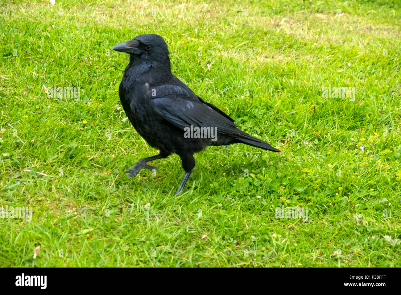 Carrion Crow Stock Photo