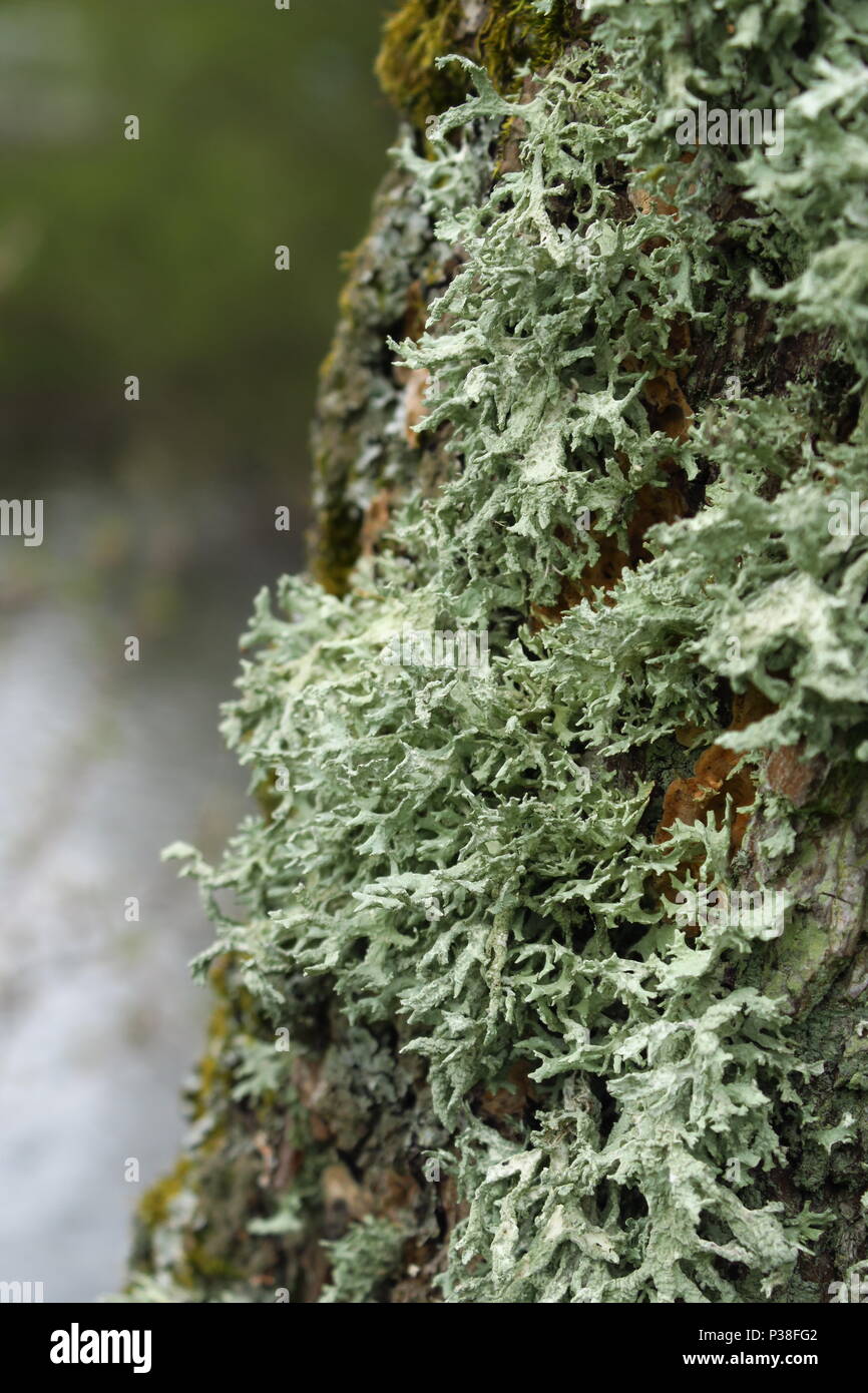 Lichen Evernia prunastri Stock Photo