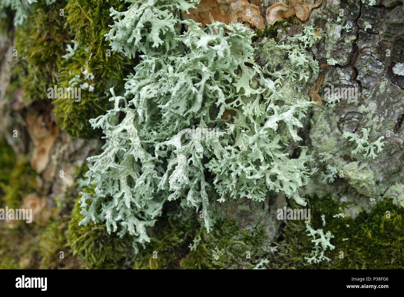 Lichen Evernia prunastri Stock Photo