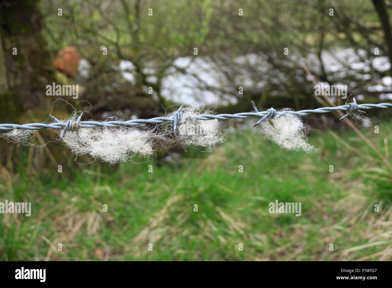 Sheep wool caught on barbed wire Stock Photo Alamy