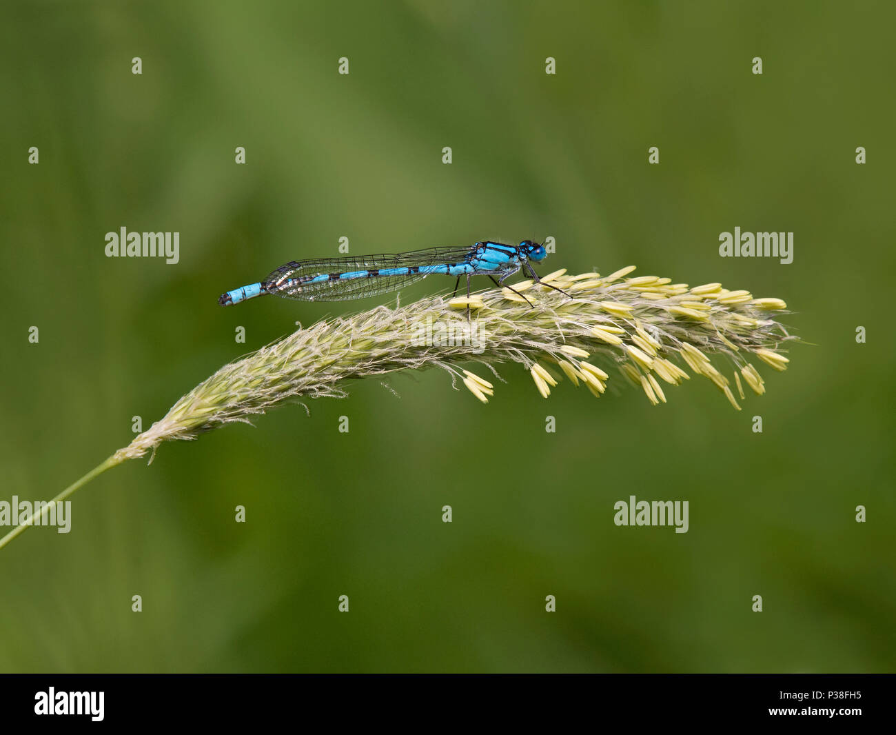 Blue-tailed Damselfly, Ischnura elegans, perched on grass in Lancashire, UK Stock Photo