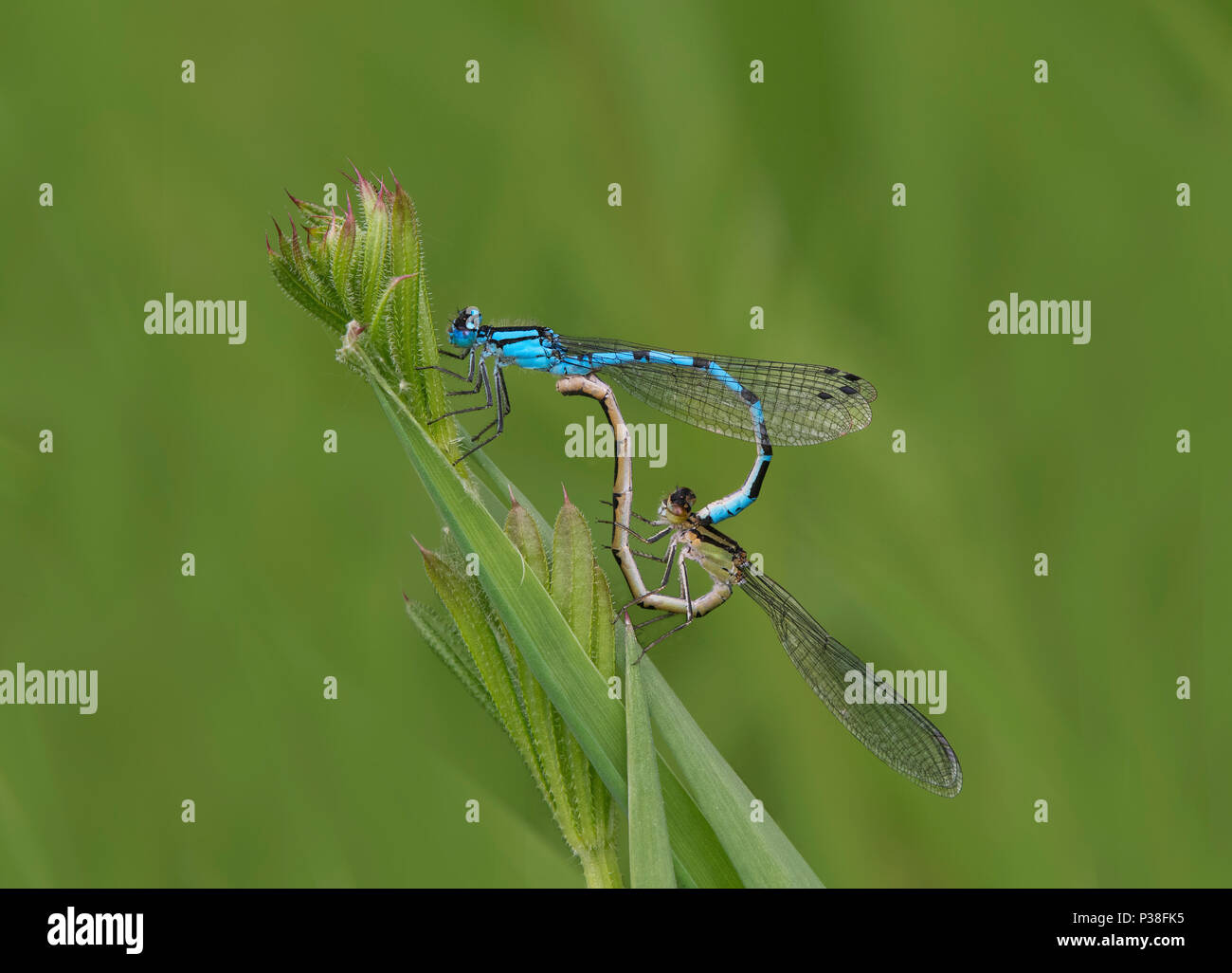 Mating pair of Blue-tailed Damselfly, Ischnura elegans, perched on reed stem in Lancashire, UK Stock Photo