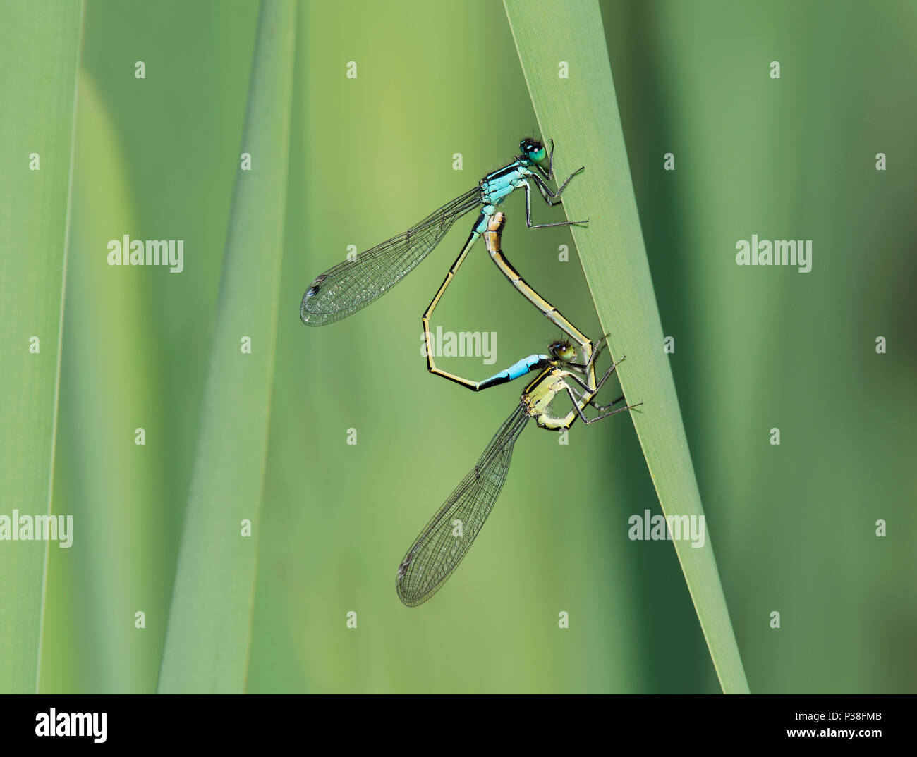 Mating pair of Blue-tailed Damselfly, Ischnura elegans, perched on reed stem in Lancashire, UK Stock Photo