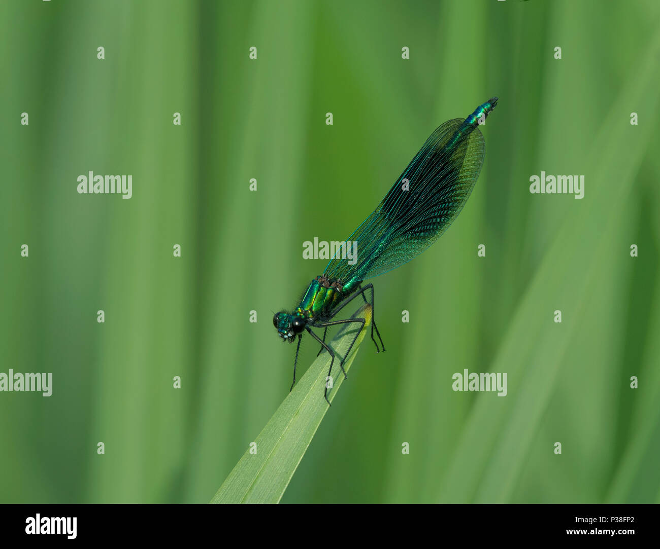 Male Banded Demoiselle Damselfly, Calopteryx splendens, perched on a blade of grass in Lancashire, UK Stock Photo