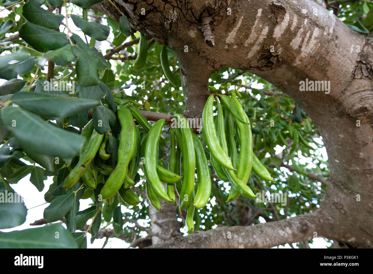 Carob tree hires stock photography and images Alamy