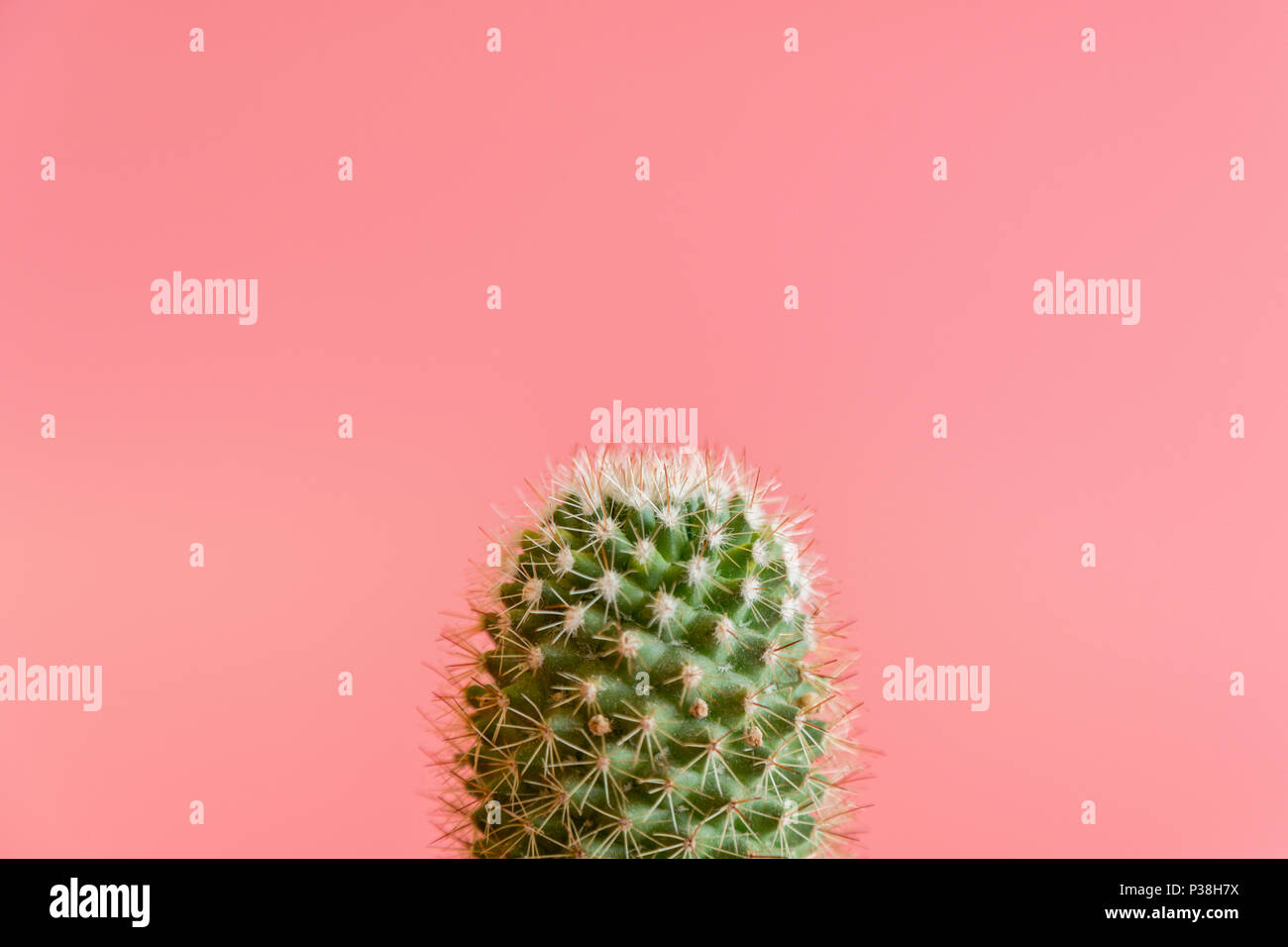 cactus on a pink background Stock Photo Alamy