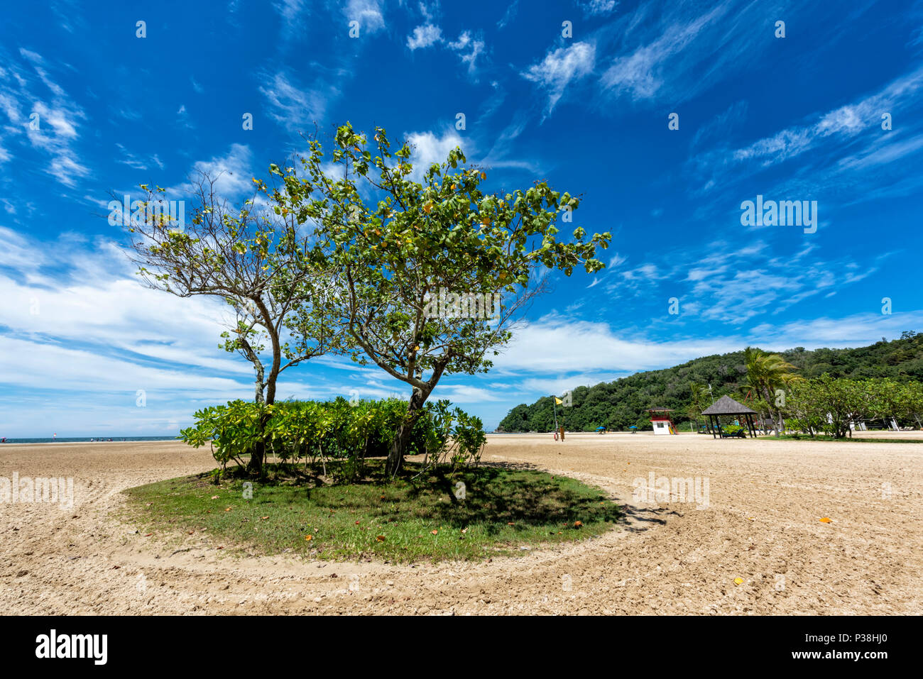 Clump of trees and a patch of grass on the beach at Kota Kinabalu, Borneo, Malaysia Stock Photo