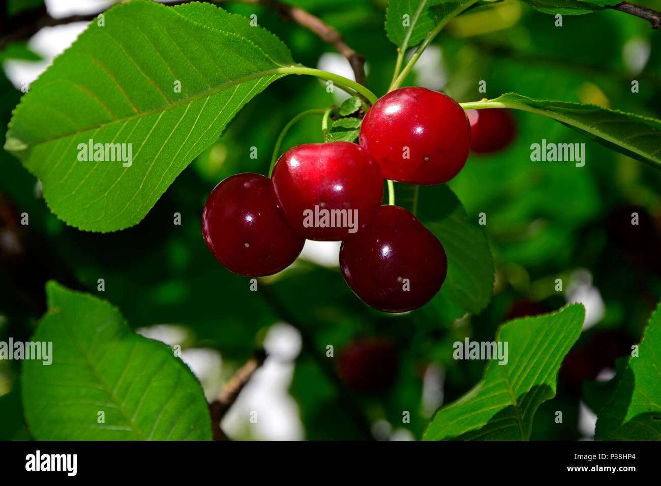 Close-up on a cluster of ripe, shiny sour cherries, hanging on a twig, translucent green leaf, green background Stock Photo