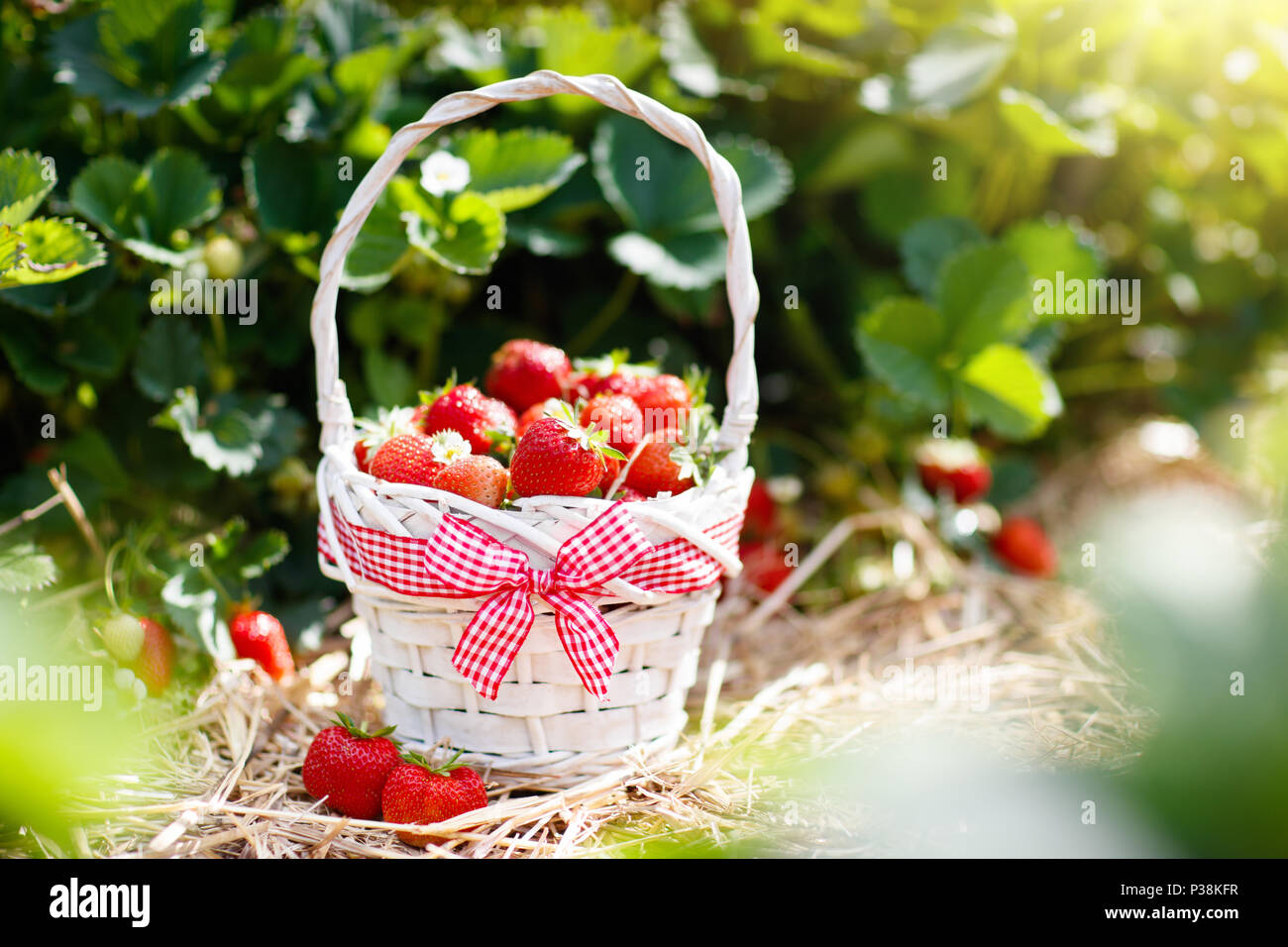 Self pick farm hi-res stock photography and images - Alamy