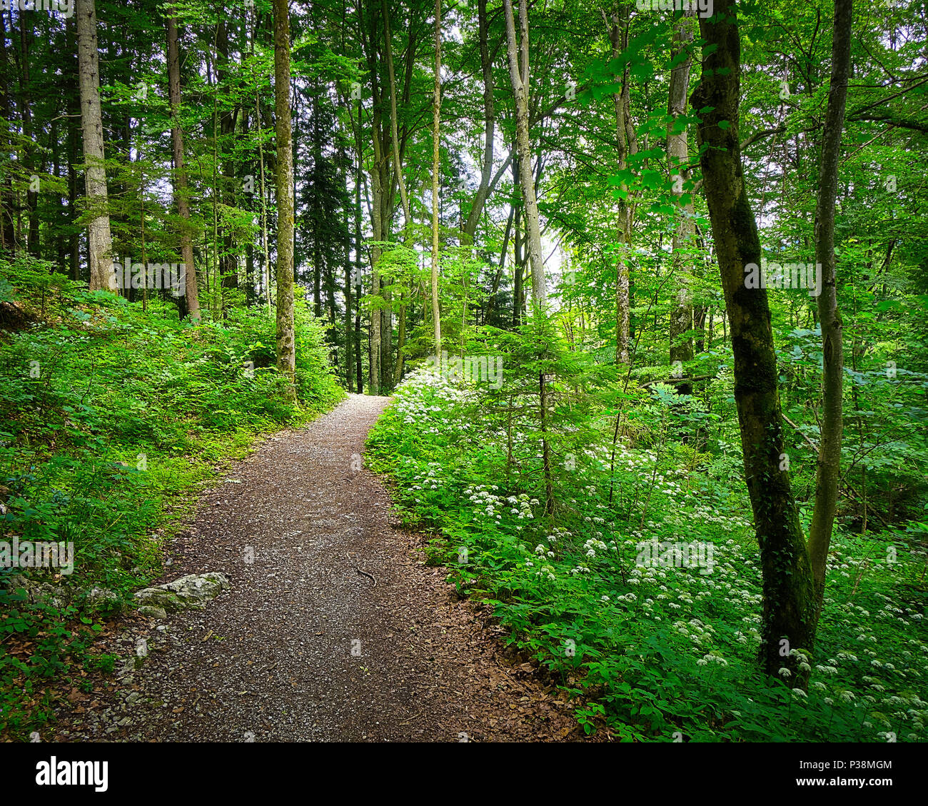 DE - BAVARIA: Kalvarienberg Woodlands at Lenggries  (HDR Image) Stock Photo