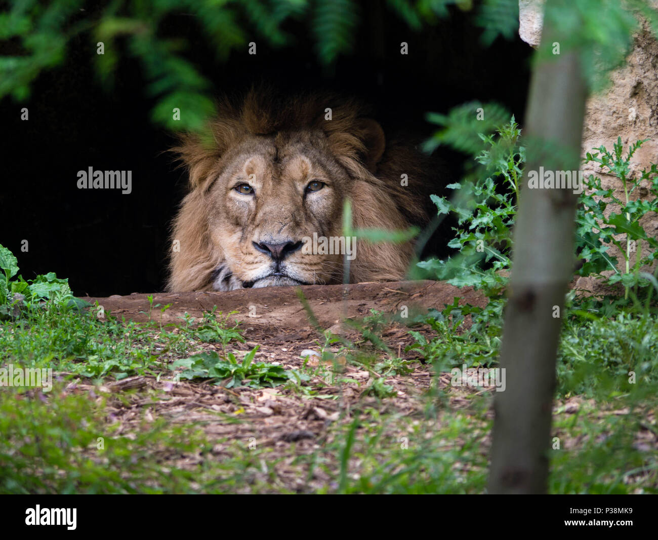 Male lion looking bored out of his cave Stock Photo