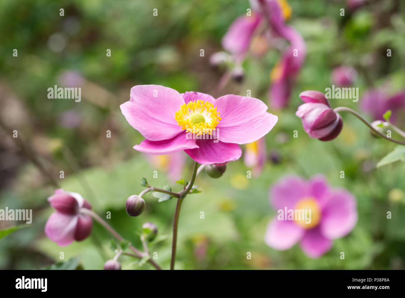 Anemone huphensis var. japonica 'Splendens' flowers. Stock Photo