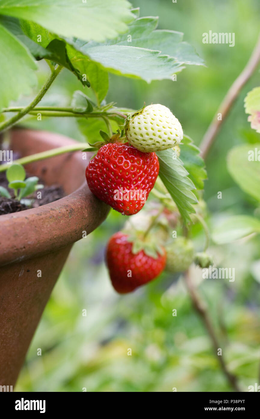 Fragaria × ananassa. Strawberries growing in a terracotta pot. Stock Photo